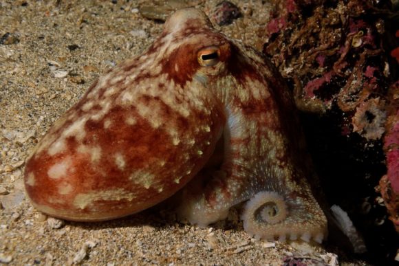 Blæksprutter smager jo også godt...