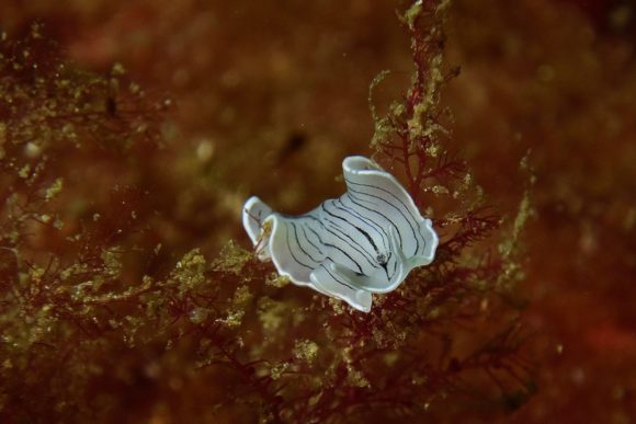 Fladorm - noget af det småkravl, der er overalt!