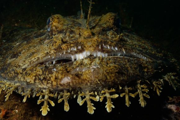 Havtaske - endnu en...