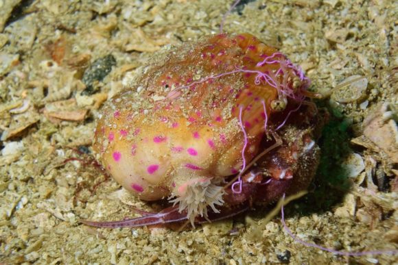Anemonekrebs - sjove at pille ved!