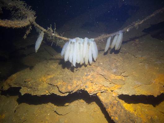 Blæksprutteæg i vraget