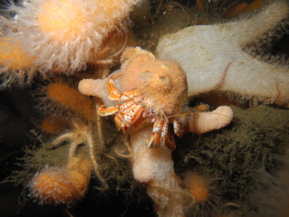 Der var også masser af eremitkrebs