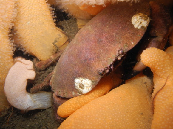 Taskekrabbe, der har sjusket med hygiejnen