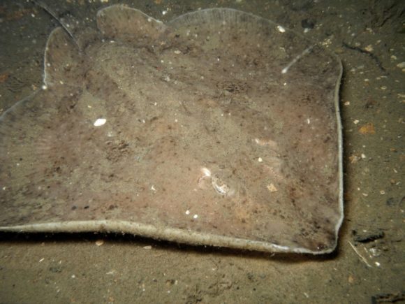 En af de få fladfisk vi lader i fred...