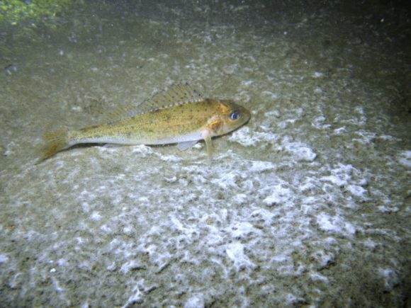 Hork på kedelig bund