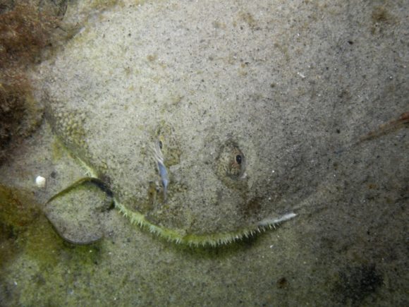 Tunge... mget velsmagende