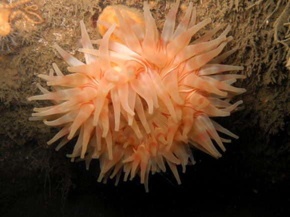 Søanemone 