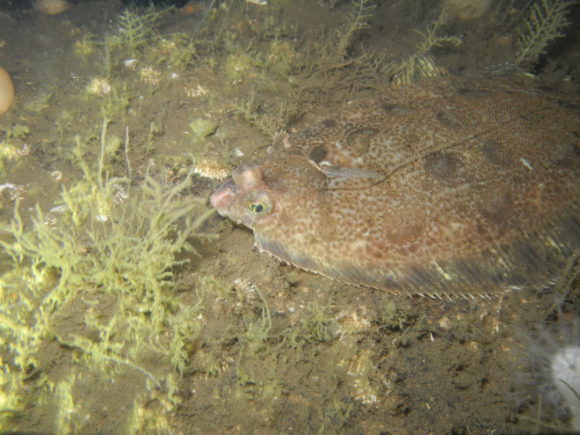 Der var en del rødtunger...