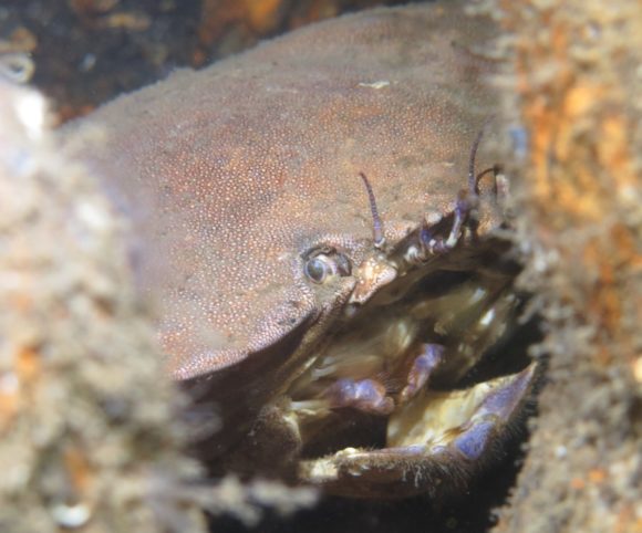 Godt år for taskekrabber