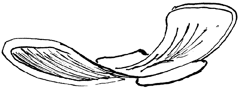 Danser.tif (132706 bytes)
