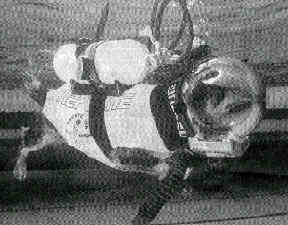 dykkerhund.TIF (86296 bytes)