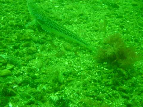 20030713-142059-sten