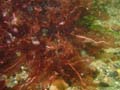 20030713-142158-sten
