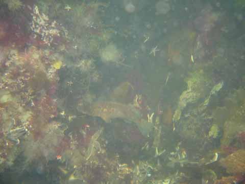 20030524-163032-sten