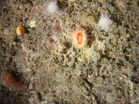 20030524-163557-sten