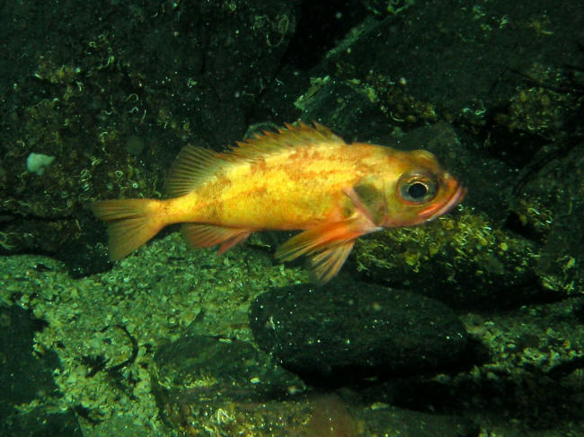 Lille rodfisk