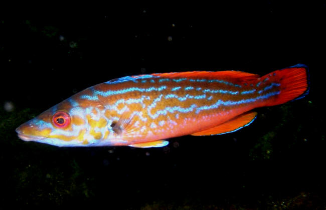 Blaastak