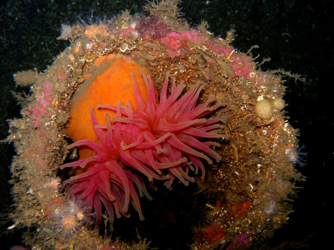 Anemone