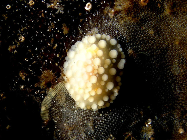 Nogensnegl
