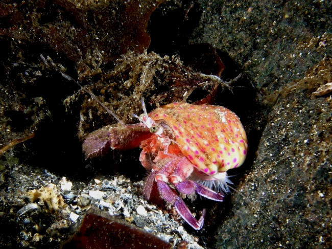 Anemoneeremitkrebs