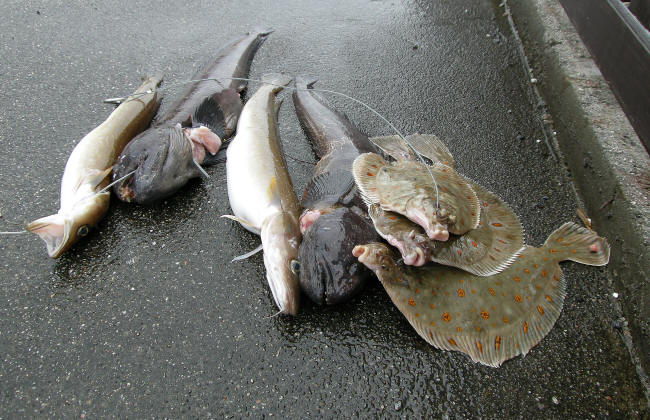 De f�rste fisk