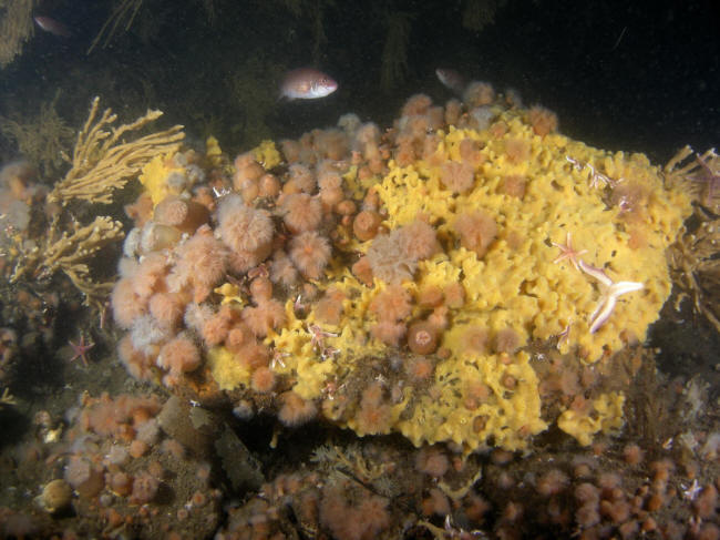 Svampe bevokset sten i Lilleb�lt