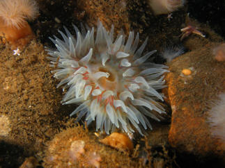 Anemone