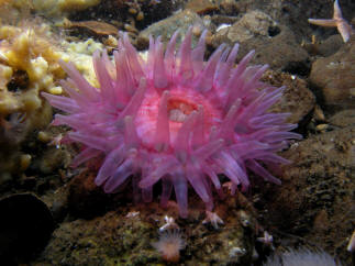 Anemone