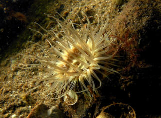 Anemone