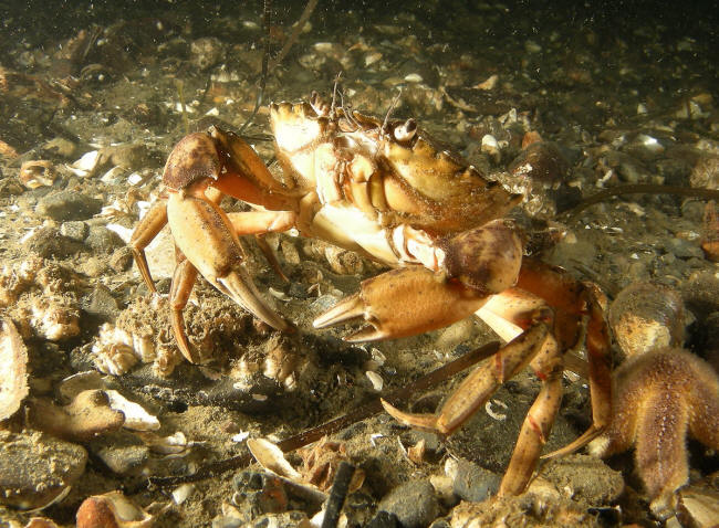 Krabber var der jo rigeligt af