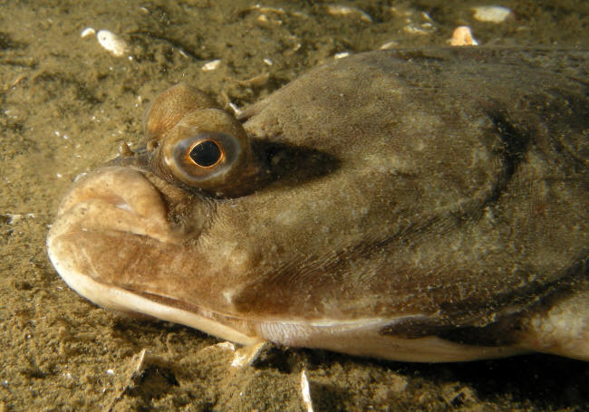Skrubbe