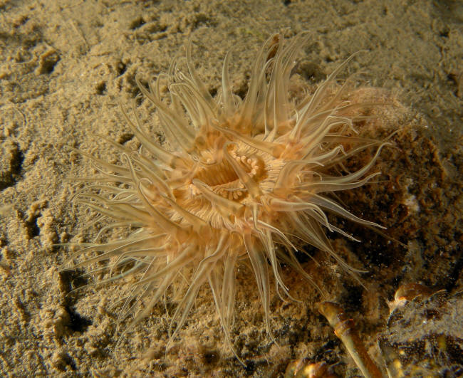 S�anemone