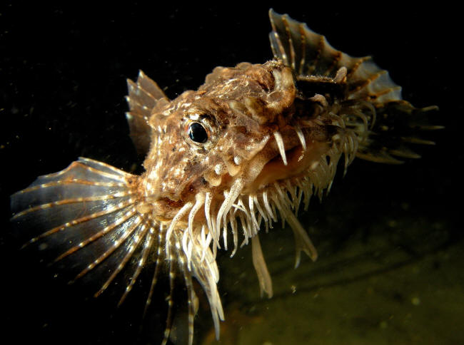Panserulk