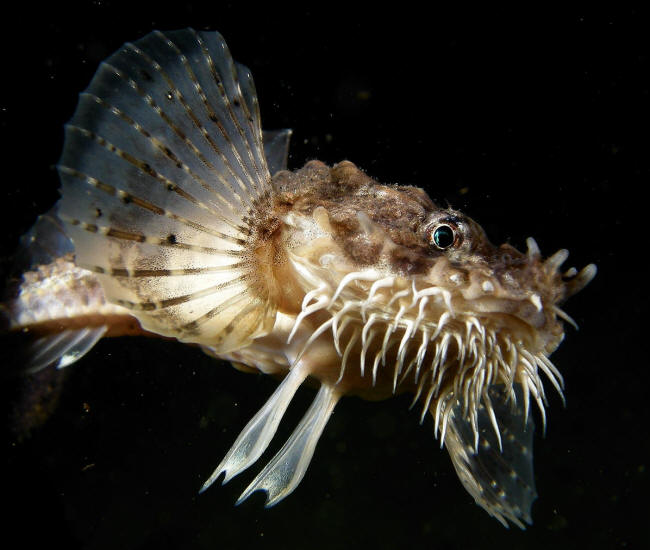 Panserulk