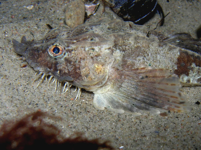 Panserulk