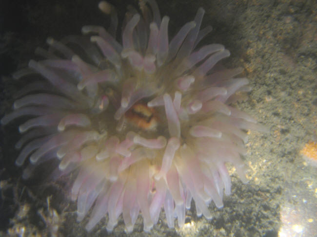 S�anemone
