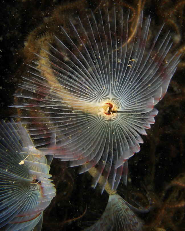 Sabella