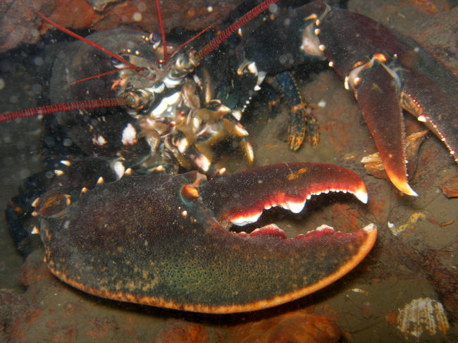 Heldig hummer