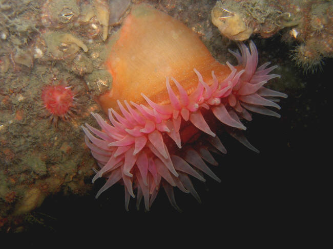 S�anemone