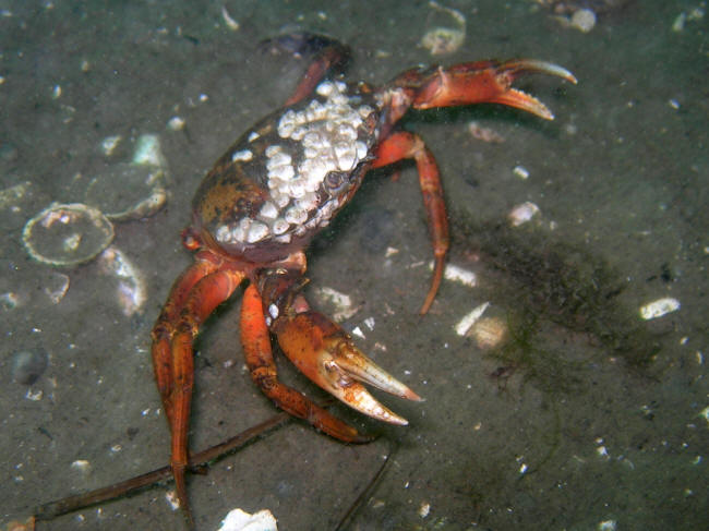 Krabber var der