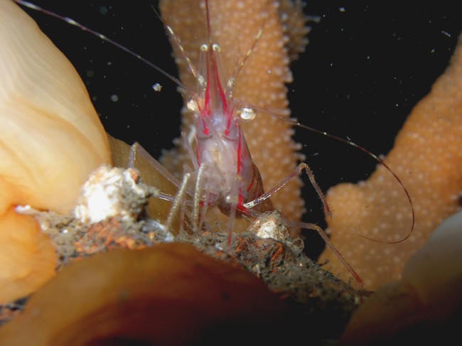 R�d reje