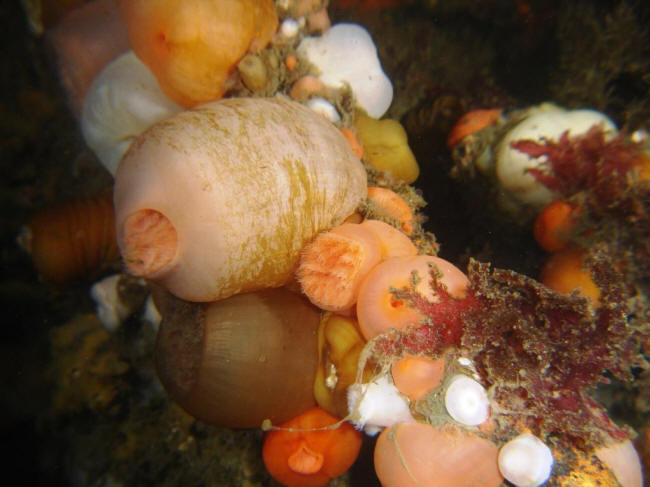 Flere anemoner