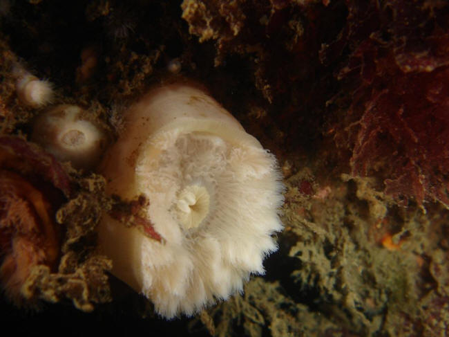 Anemone