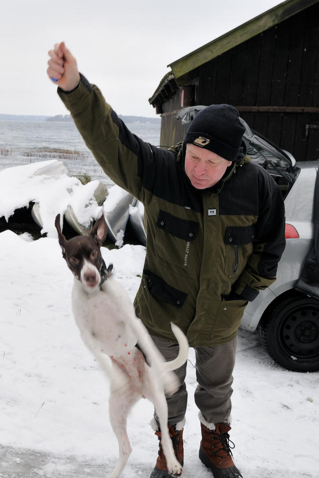 Hunde h�ngt