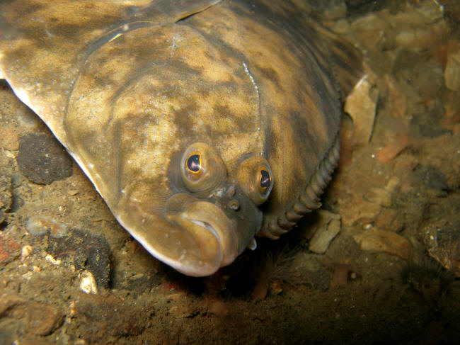 Skrubbe