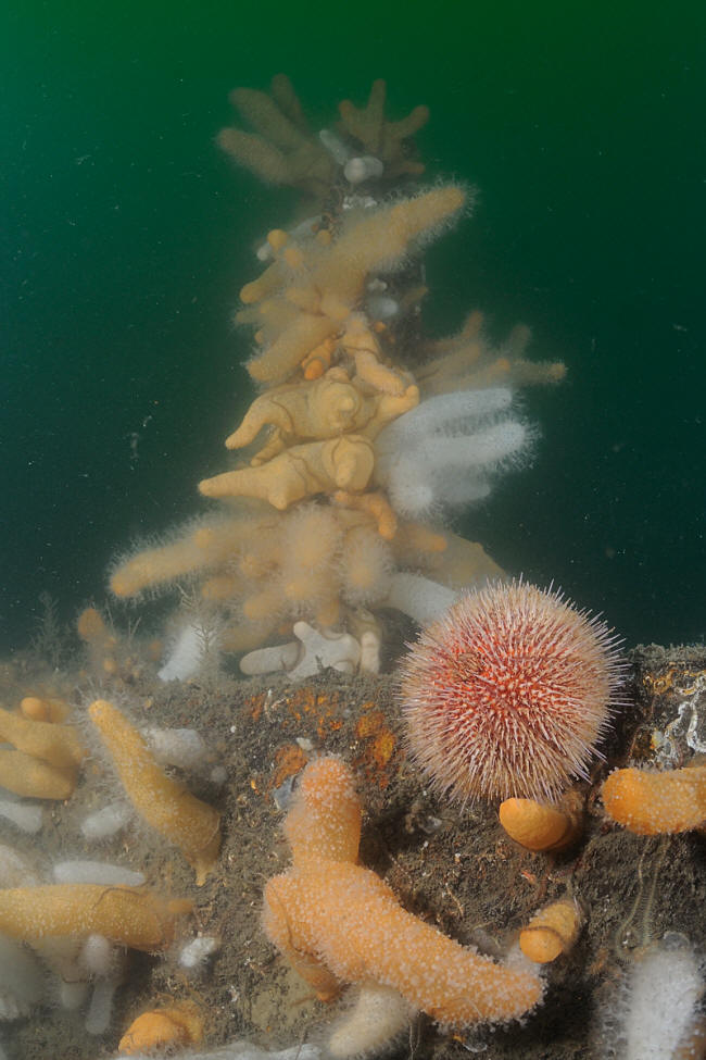 Utroligt hvad et fiske�je kan g�re ved 1 meters sigt