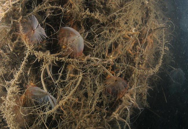 Lidt Sabellaere