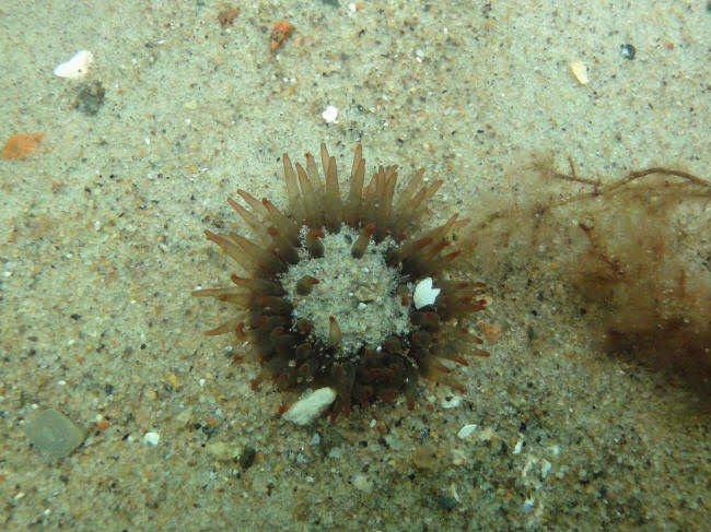 S�anemone