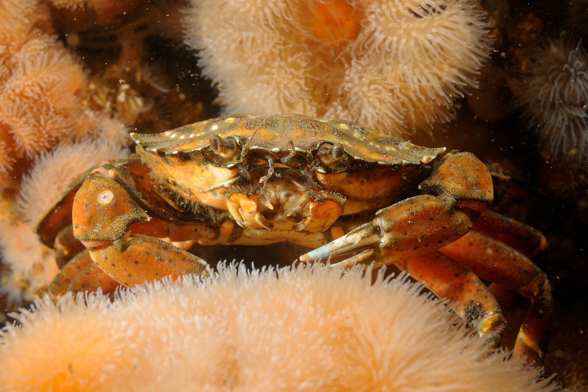 Strandkrabbe i s�nelliker