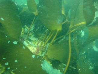 Kelp